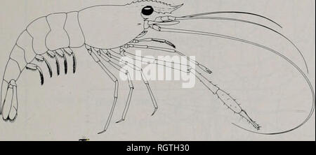 . Bollettino. Storia naturale; storia naturale. Agosto 1985 Astaci e gamberetti di Illinois 345 di flussi più spesso di quanto non facciano le specie appena citato, forse per foraggio nonché di mate, ma fare in modo che più frequentemente durante l'accoppiamento e le uova e giovani-che trasportano le stagioni. Gamberi di acqua dolce del ciclo di vita le femmine portano le uova attaccati al loro pleopods tra i mesi di aprile e di agosto in Illinois e tra febbraio e ottobre più lontano a sud. La schiusa delle uova, e libero-da nuoto larvae passano attraverso 6 tappe in circa 3 settimane, descritta in dettaglio per Palaemonetes kadiakensis da ampi &AMP;: Hubschman (1963). Foto Stock