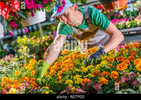 Commercio all'ingrosso fioraio lavoro. Floral titolare di azienda vendere fiori Bulk. Il tempo primaverile giardino concetto di miglioramento. Foto Stock