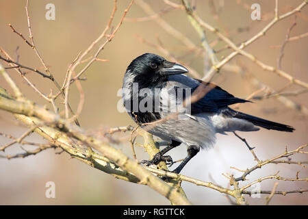 Cornacchia mantellata nel selvaggio Foto Stock