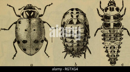 . Bollettino. Insetti; pesti di insetto; Entomologia; insetti; pesti di insetto; Entomologia. PREDACEOUS nemici. 129 e, non appena schiuse le larve sembrano in possesso di un insaziabile appetito, divorando aphidids o anche le uova e le larve della propria specie se nessuna pianta-lice sono a portata di mano. Il sig. Kelly ha trovato che un. Fig. 38.-La signora convergente-beetle (Hippodamia convergens), un nemico del grano primaverile-aphia: un, adulti; b, pupa; c, larva. Ingrandita. (Da Chittenden.) adulto ladybird {Hippodamia convergens) (fig. 38) divorerà da 15 a 30 pianta-lice in un giorno. Il sig. S. J. Hunter, nell'' il bug di verde e mi Foto Stock