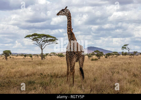 Il Serengeti è uno dei più popolari di riserve naturali in tutto il mondo ed è anche un Sito Patrimonio Mondiale dell'UNESCO. È casa di una varietà di animali. Foto Stock