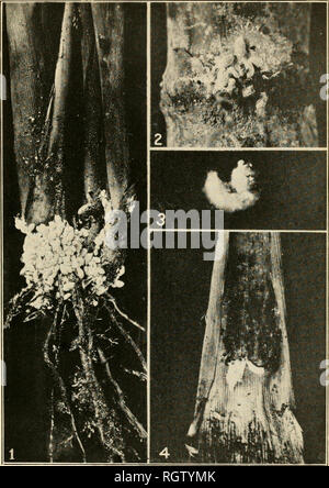 . Bollettino. Insetti; pesti di insetto; Entomologia; insetti; pesti di insetto; Entomologia. Bui. 93, l' Ufficio di presidenza di entomologia, U. S. Dipartimento di piastra informazioni agrico IV.. Il Sugar-Cane Mealy-Buq (Pseudococcus calceolari/e). Fig. 1.-adulto farinoso-big.s clustered circa il ba.se di giovani caue. Fig. 2.-femmina adulta, due volte la dimensione naturale. Fig. 3.-Un singolo femmina adulta, con bianco farinoso-come copertura. Fig. 4.-Bozzoli di farinose maschio-bug. (Originale). Si prega di notare che queste immagini vengono estratte dalla pagina sottoposta a scansione di immagini che possono essere state migliorate digitalmente per la leggibilità - Colorazione e aspetto di queste illustrazioni m Foto Stock