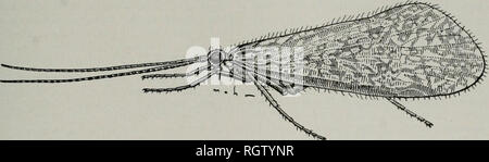 . Bollettino. Storia naturale; storia naturale. Agosto, 1944 Ross: Caddis mosche di Illinois 199. Fig. 689.-Frenesia missa 9. Questa specie si distingue dagli altri in genere da caratteri indicati nella precedente chiave. Essa è rappresentata solo dalla raccolta singola del tipo serie. Con- sidering la frequenza con cui le larve sono trovati, e pochi i record degli adulti, vi è ogni indicazione che si può avere in questo genere di una più vasta fauna di quelle che sono state finora considerate. Tutti i nostri record per Illinois e indiana sono state adottate nei mesi di settembre e ottobre, un tempo quando il piccolo Foto Stock