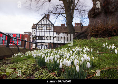 Snowdrops crescente nella chiesa della Santa Trinità motivi in Trinity Street nel centro di Coventry Foto Stock