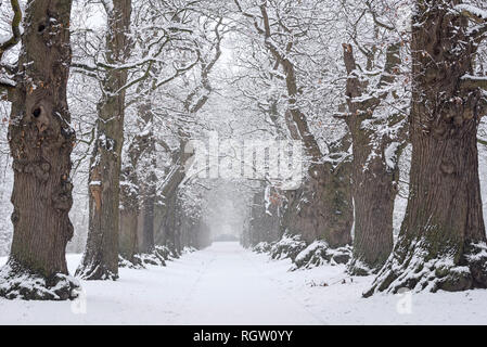 Vicolo del paese foderato con 200 anni di dolci alberi di castagno (Castanea sativa) coperto di neve durante nevicate in inverno Foto Stock