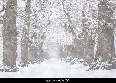 Vicolo del paese foderato con 200 anni di dolci alberi di castagno (Castanea sativa) coperto di neve durante nevicate in inverno Foto Stock