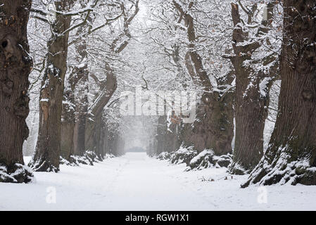 Vicolo del paese foderato con 200 anni di dolci alberi di castagno (Castanea sativa) coperto di neve durante nevicate in inverno Foto Stock