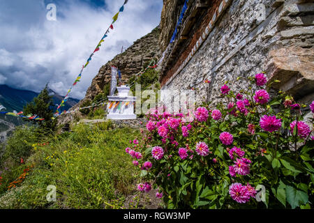 Fiori colorati sono fioritura di fronte Praken Gompa, un monastero situato in corrispondenza di una roccia alta al di sopra del villaggio Foto Stock