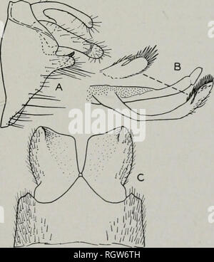 . Bollettino. Storia naturale; storia naturale. Figg. 937-939. italia. 939 INCISUS -Hesperophylax, femmina gen- apice del decimo tergite apparire rotondo- ed da uno laterale o vista caudale o entrambi, figg. 934, 935 4 Cerci con apico-angolo ventrale pro- duced in una lunga e stretta, dito, fig. 933; silver streak ot parafanghi anteriori con- spicuous e luminose magnus banche Cerci con apico-angolo ventrale molto meno prodotta, fig. 932; argento, in- cospicua banche consimilis nono segmento con area laterale breve, angolo anteriore di larghezza, fig. 936 banche incisus nono tratto con superficie laterale più, anteriore angl Foto Stock