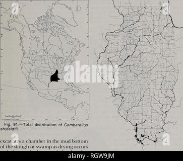 . Bollettino. Storia naturale; storia naturale. Agosto 1985 Astaci e gamberetti di Illinois 365. Fig. 91.-La distribuzione totale di Cambarellus shufeldtii. scava una camera nel fondo di fango del film di scarto o di palude come essiccazione avviene quindi sigilla la parte superiore della camera per impedire l'essiccazione. Storia di vita.-Forma I maschi sono presenti nelle collezioni di Illinois (Tabella 5) durante la maggior parte dei mesi e picco in avvenire- renza nel dicembre, febbraio e marzo. In Louisiana, Penn (1942, 1950) hanno trovato forma i maschi in tutti i mesi ad eccezione di settembre, con picchi in gennaio, febbraio e luglio. Presumibilmente, l'accoppiamento in C. shufe Foto Stock