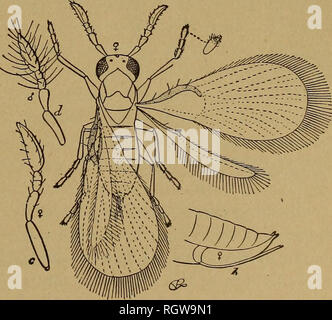 . Bollettino. Insetti; pesti di insetto; Entomologia; insetti; pesti di insetto; Entomologia. 115 Meadowlark {SturneUa magna). Orchard rigogolo (Icterus spurius). Baltimore rigogolo {ittero galhula). Crow blackbird {Quiscalus quiscula seneus). Grande-tailed grackle {Megaquiscalus grandi macrourus). Western allodola passero {Chondestes grammacus strigatus). Chipping sparrow (Spizella socialis). Campo sparrow (Spizella pusilla). Towhee {Pipilo erythrophthalmus). Il Cardinale {Cardinalis Cardinalis). Blu (grosbeak Guiraca cserulea). Indigo bunting (Cyanospiza cyanea). Dipinto di bunting {Cyanospiza dris). Estate tanager {P Foto Stock