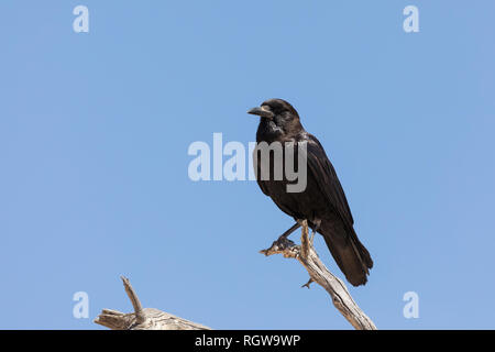 Corvo nero o Cape Crow, Corvus capensis, appollaiato su un ramo contro il cielo blu in primavera, Kgalagadi Parco transfrontaliero, Northern Cape, Sud Agrica. Foto Stock