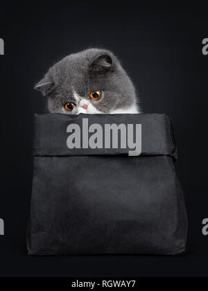 Funny Exotic Shorthair seduto in carta nera Borsa, cercando nel sacchetto con grandi occhi arancio. Isolato su sfondo nero. Foto Stock