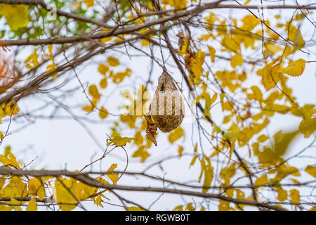 Nido di vespe su un albero di autunno Foto Stock
