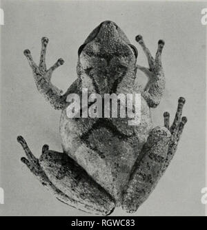 . Bollettino. Storia naturale; storia naturale. Novembre, 1961 Smith: Anfibi e Rettili di Illinois 89 Madison County località, sebbene egli ha citato esemplari provenienti da sud-est del Missouri. Non sono stato in grado di trovare le specie di qualsiasi- dove il nord della contea di unione. Hyla senape senape Wied Northern Spring Peeper Hyla senape Wied 1839:275 (località tipo: Leavenworth, Leavenworth County, Kans- come) ; Schmidt 1929:10. Hyla senape la senape, Papa 1944^:95-100. Hyla pickeringii, Kennicott 1855:593. Hyla pickcringi, Davis &AMP; riso 1883fl:28. Diagnosi.-Un piccolo Hyla (più grande Illi- nois campione 3 Foto Stock