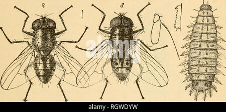 . Bollettino. Insetti; pesti di insetto; Entomologia; insetti; pesti di insetto; Entomologia. 43 hrevts (fig.-. 22), una specie di piccole dimensioni a volte con una luce color abdo- uomini, che si trova comunemente su windows se non quasi così abbondantemente come la mosca di casa, è anche una specie pericolose. Le altre più forme pericolose sono la stalla fly {Sfornoxys addtixins) (fig. 28)- Un l)iting fly che guarda in modo nnich come liou^e fly che esso può hui'dly. Fig. 22.-lioinaUiinijiii bnris: Fomale a sinistra; maschio accanto, con antenna allargata; larva a riglit- ingrandito (originale). essere distinto da esso, ma che ha una p Foto Stock