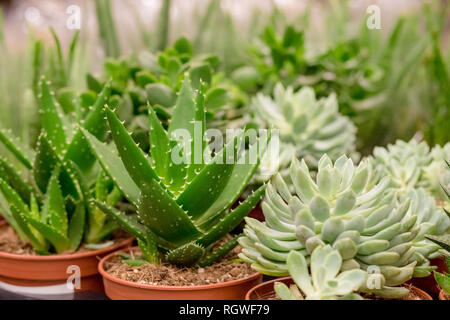 Varie piante grasse presso il mercato dei fiori sulla strada.Colorata deserto in miniatura le piante succulente sono in vendita presso un negozio di un impianto e il giardinaggio Foto Stock