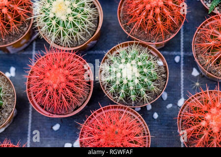 Cactus succulenta .Echeveria o pietra rosa sfondo.righe di diversi cactus piante grasse in secchi in vendita nel negozio Giardino, homeplant e Foto Stock