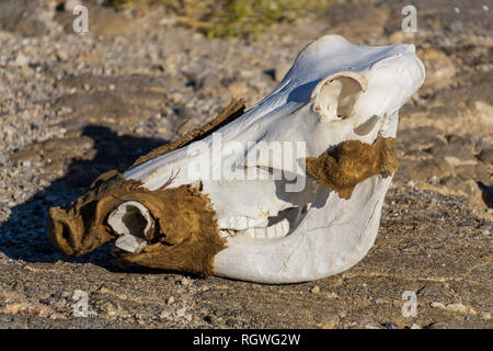 Teschi di animali sulla terra asciutta warthog siccità Foto Stock