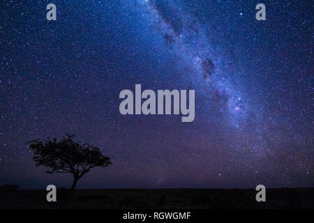 La Via Lattea e un albero più di Namibia Foto Stock