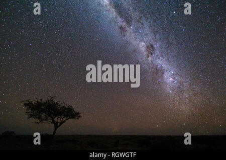 La via lattea su albero a namibia Foto Stock