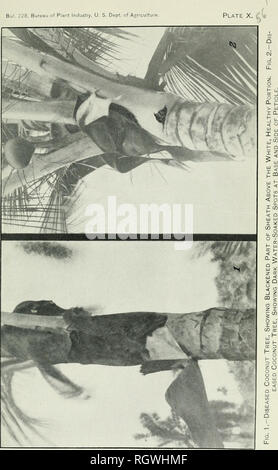 . Bollettino. 1901-13. Agricoltura; l'agricoltura. Bui. 228, Ufficio di presidenza di impiantistica industriale, U. S. Dipartimento di Agricoltura. Si prega di notare che queste immagini vengono estratte dalla pagina sottoposta a scansione di immagini che possono essere state migliorate digitalmente per la leggibilità - Colorazione e aspetto di queste illustrazioni potrebbero non perfettamente assomigliano al lavoro originale. Stati Uniti. Ufficio di presidenza dell'impiantistica industriale, suoli, e ingegneria agricola. Washington Govt. Stampa. Spento Foto Stock