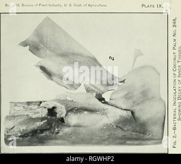 . Bollettino. 1901-13. Agricoltura; l'agricoltura. Bui. 228, Ufficio di presidenza di impiantistica industriale, U. S. Dipartimento di Agricoltura.. Si prega di notare che queste immagini vengono estratte dalla pagina sottoposta a scansione di immagini che possono essere state migliorate digitalmente per la leggibilità - Colorazione e aspetto di queste illustrazioni potrebbero non perfettamente assomigliano al lavoro originale. Stati Uniti. Ufficio di presidenza dell'impiantistica industriale, suoli, e ingegneria agricola. Washington Govt. Stampa. Spento Foto Stock