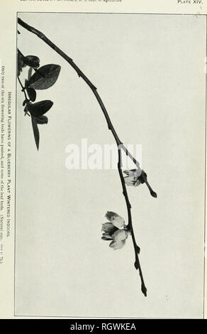 . Bollettino. 1901-13. Agricoltura; l'agricoltura. Bui. 193, Ufficio di presidenza di impiantistica industriale, U. S. Dipartimento di Macchine per l'Agricol. Si prega di notare che queste immagini vengono estratte dalla pagina sottoposta a scansione di immagini che possono essere state migliorate digitalmente per la leggibilità - Colorazione e aspetto di queste illustrazioni potrebbero non perfettamente assomigliano al lavoro originale. Stati Uniti. Ufficio di presidenza dell'impiantistica industriale, suoli, e ingegneria agricola. Washington Govt. Stampa. Spento Foto Stock