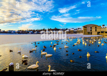 Cigni e anatre sul lago Tjörnin in inverno a Reykjavik, Islanda Foto Stock