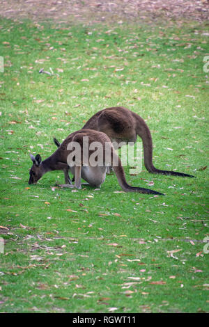 Due canguri in Australia occidentale mangiare erba con un giovane in madri pouch Foto Stock