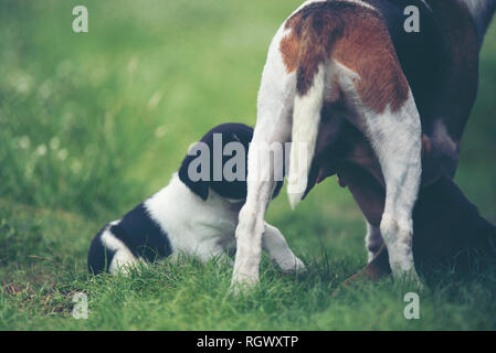 Cane Beagle giocando sull'erba Foto Stock