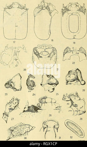 . Bollettino. L'agricoltura. Bui. 1107, U. S. Dipartimento di Agricoltura. Piastra II.. La sonda campionatrice Lead-Cable (Scobicia declivis). Dettagli morfologica della larva matura. Fig. 17.-superficie dorsale della testa: e, Epistoma; es, epicranial sutura, parte dorsale. Fig. 18.-La superficie laterale della testa. Fig. 19.-superficie ventrale della testa: es, Epi- suture craniche, parte ventrale; h, hypostoma (vedere freccia; lettera ft poste in continuazione triangolare di hypostoma); Tb, tentorial bridge, parzialmente sovrapposti da presternal parte della membrana cervicale. Fig. 20.-superficie dorsale del maxillae, ligula, maxOlulfe e hypopharjmx: hyp, Ipofaringe; Foto Stock