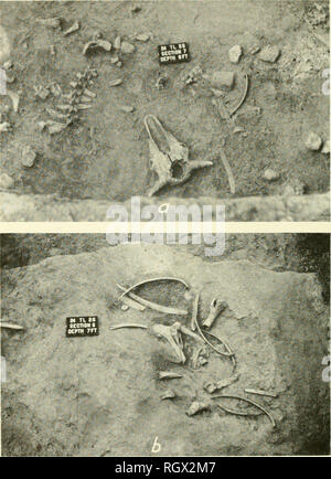 . Bollettino. Etnologia. Ufficio di presidenza americana di etnologia bollettino 185 la piastra 40. ", Articolato bison vertebra cervicale associata con sparse ossa di cervo e paliotti perforato nel cranio di bisonte come si trova nella sezione 7 sul 8-piede, livello B, tasca di varie ossa di bisonte su 7 a livello del piede, sezione 6.. Si prega di notare che queste immagini vengono estratte dalla pagina sottoposta a scansione di immagini che possono essere state migliorate digitalmente per la leggibilità - Colorazione e aspetto di queste illustrazioni potrebbero non perfettamente assomigliano al lavoro originale. Smithsonian Institution. Ufficio di presidenza di Etnologia americana. Washington : G. P. O. Foto Stock