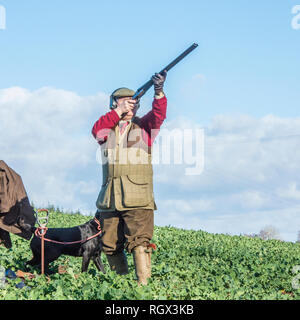 Uomo fagiani di ripresa Foto Stock