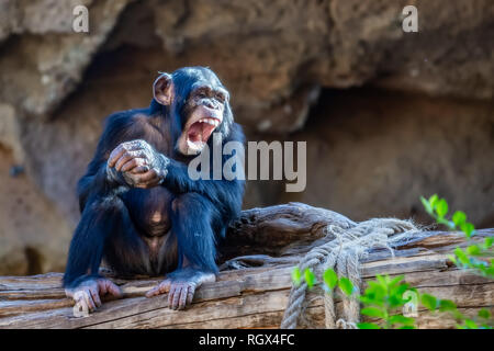 Divertenti baby scimpanzé nel Loro Parque in Puerto de la Cruz. Tenerife, Spagna Foto Stock