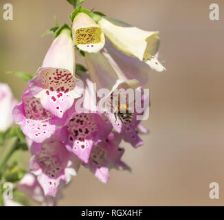 Un Bumble Bee (bombus pascuorum) su un impianto foxglove raccolta di nettare e di polline. Foto Stock