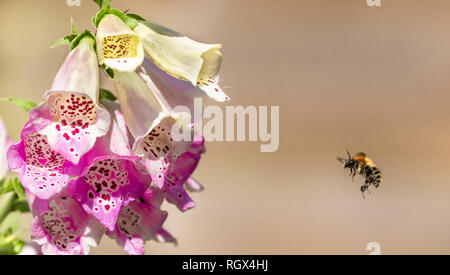 Un Bumble Bee in volo verso un foxglove flower. Foto Stock