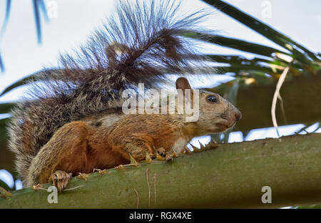 Il variegato scoiattolo (Sciurus variegatoides), Quepos, Costa Rica Foto Stock