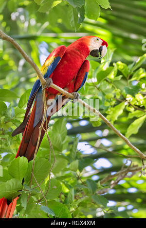 La scarlet macaw (Ara Macao), Quepos, Costa Rica Foto Stock