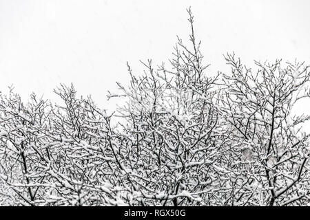 Coperta di neve rami in inverno nevica, di cattive condizioni atmosferiche in Islanda Foto Stock