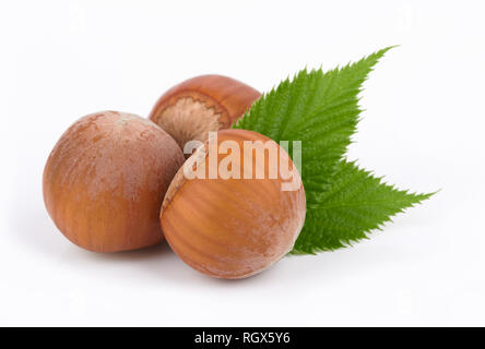 Noci nocciole isolato su bianco uno sfondo Foto Stock