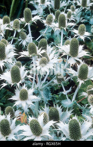 Letto di Eryngium Miss Wollmotts Ghost in pieno fiore chiamato anche mare Holly ed è una pianta erbacea perenne che è completamente hardy Foto Stock