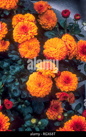 Vista ravvicinata del Crisantemo Shelly una compatta folte piante erbacee perenni fiori dalla tarda estate fino al tardo autunno è decidua e frost hardy Foto Stock
