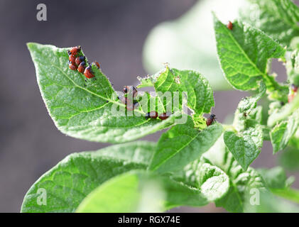 Coppia colorado beetle sulla boccola di patate Foto Stock