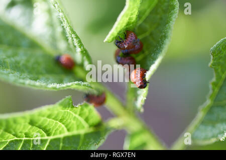 Coppia colorado beetle sulla boccola di patate Foto Stock