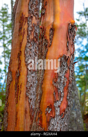 Dettaglio delle texture su arbutus di corteccia di albero nella foresta di Isola di Vancouver, Canada Foto Stock
