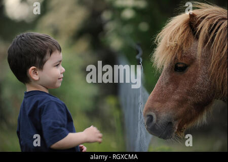 Ragazzo con piccoli pony, Tasmania, Australia Foto Stock