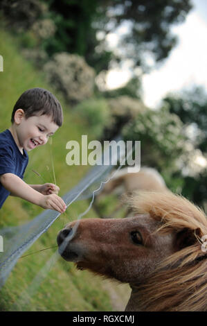 Ragazzo con piccoli pony, Tasmania, Australia Foto Stock