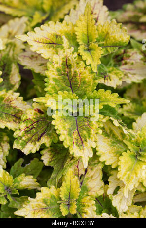 Solenostemon scutellarioides. Coleus foglie. Foto Stock