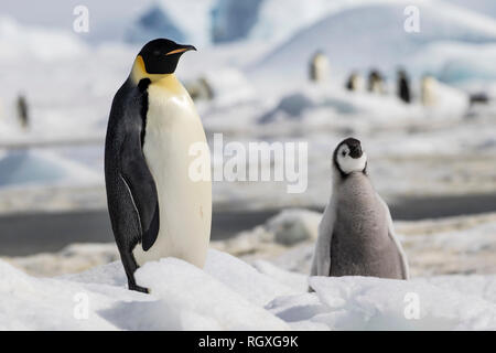 Pinguino imperatore (Aptenodytes forsteri), la più grande specie di pinguino, aumentando la loro pulcini sul mare di ghiaccio a Snow Hill Island, Antartide Foto Stock